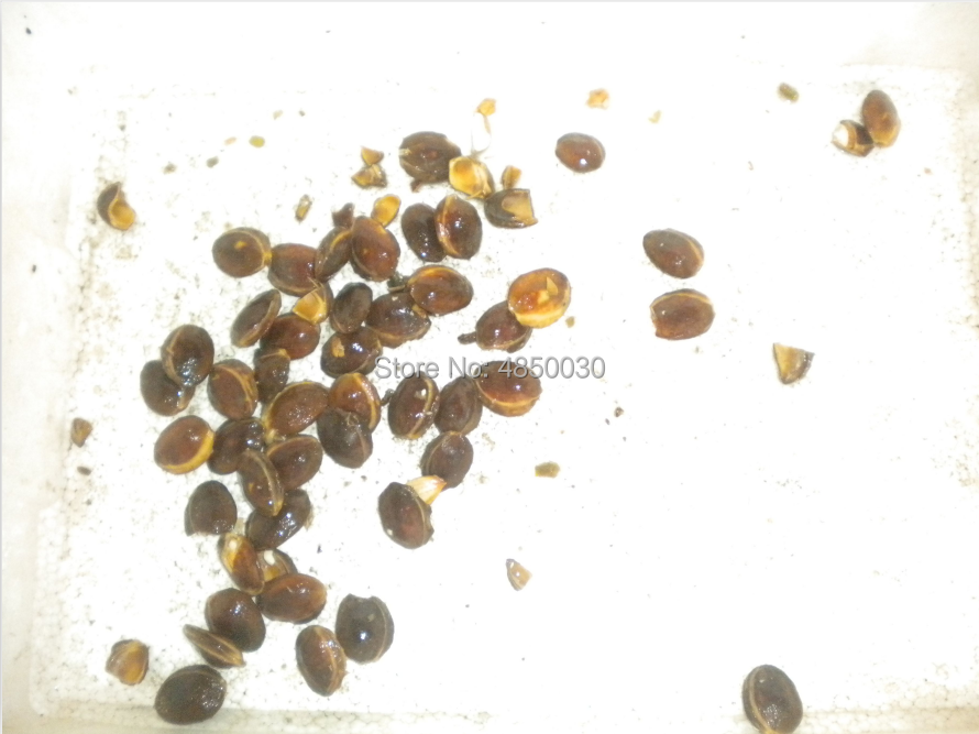 New Juice Pulping Machine